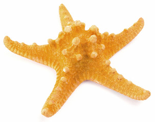orange coral isolated