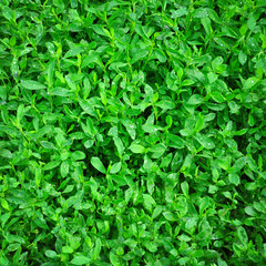 Obraz premium knotweed grass close up