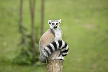 Naklejka premium Lemur sitting on a log funny staring fixed gaze big eyes