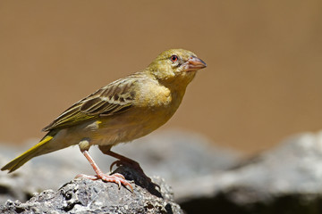 Non-breeding Southern Masked-Weaver; Ploceus velatus