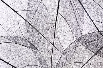 Papier Peint photo Feuille de veine décorative Fond de feuilles de squelette décoratif