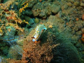 True sea slug, Island Bali, Tulamben