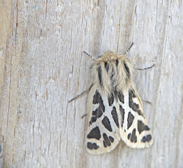 Moth on wood