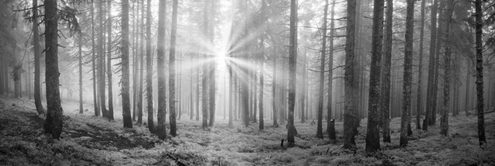 Radiance misty forest