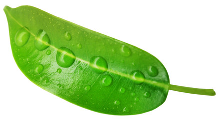 Fototapeta na wymiar Green leaf isolated on white