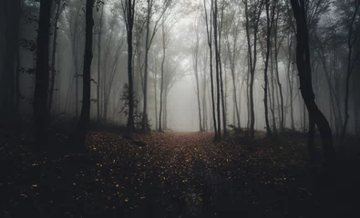 Fotobehang road through forest in autumn © andreiuc88