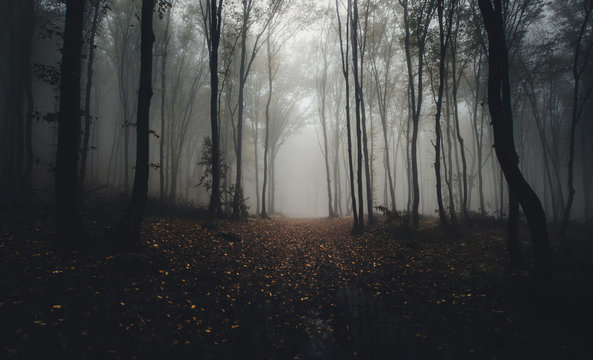 road through forest in autumn