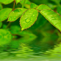 Obraz na płótnie Canvas Green leaf