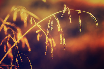 Frozen meadow plant