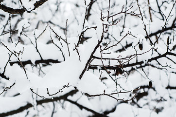 Under the snow
