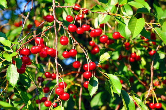 cherry tree branches with red berries
