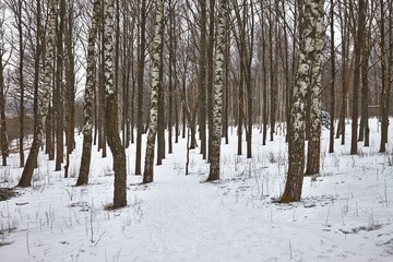 Winter forest