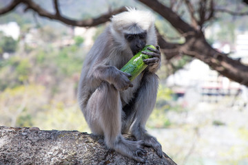 monkey with a cucumber