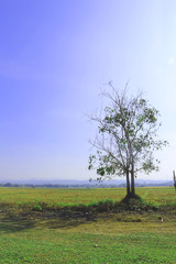 dried tree at meadow