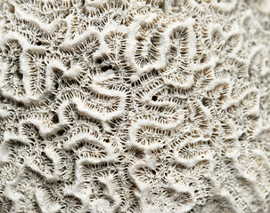 Coral