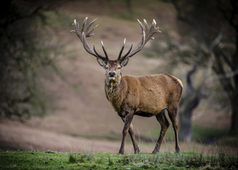 Red Deer Stag
