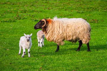 Irish ram with small lamb