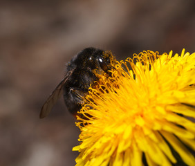 Bumble bee pollinates flower