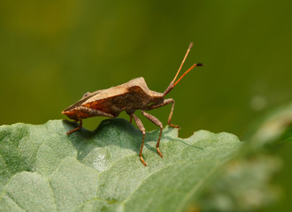 Squash bug on sorrel leaf