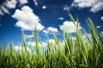 Wheat field and blue sky with white clouds. Agriculture scene