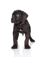 cane corso puppy in a collar standing on white