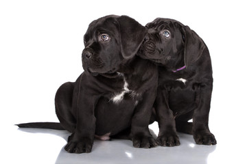 two black cane corso puppies together
