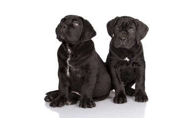 two adorable black cane corso puppies