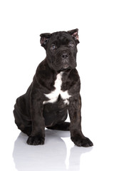 cane corso puppy with cropped ears