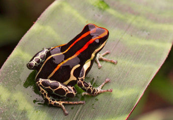 Amazon poison frog Peru