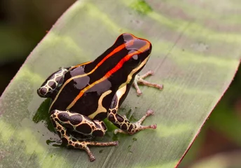 Crédence de cuisine en verre imprimé Grenouille Amazon poison frog Peru