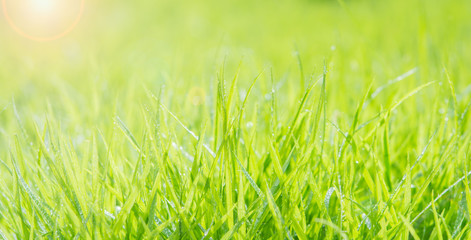 Fresh green grass with water droplet on sunshine