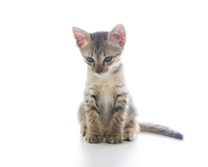 Cute tabby kitten isolated