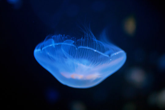 Jellyfish underwater close-up