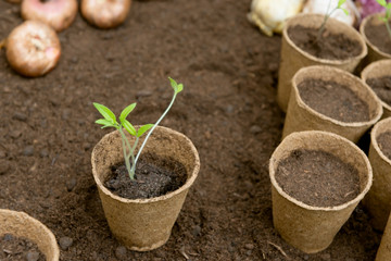 Young Seedlings in jiffy pots