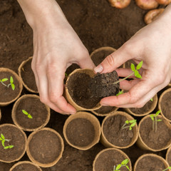 Young Seedlings in jiffy pots