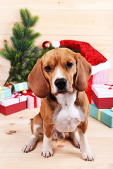 Beagle dog with Christmas gifts on wooden background