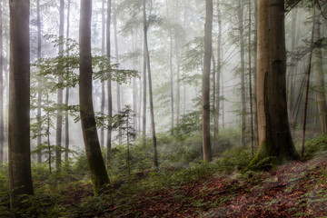 Foggy Summer Forrest