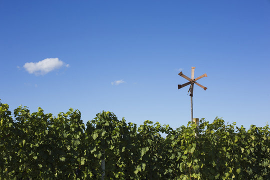 Vineyard and klopotec