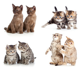 Cats or kittens pair set isolated