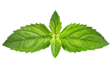 Fresh mint
