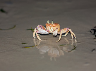 Crab on gray sand