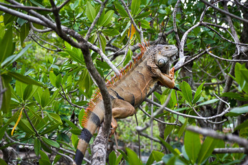 Iguana on a tree in its natural habitat