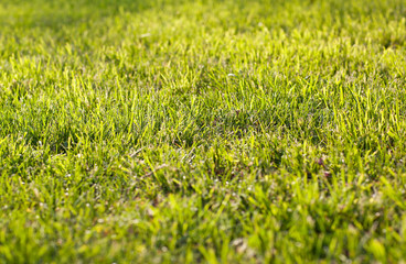 Green lawn