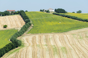 Summer landscape in Marches (Italy)