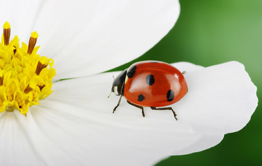 Ladybug