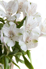 Bouquet of white alstroemeria