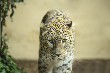 Fototapeta na wymiar Lonely Leopard sad eyes captivity