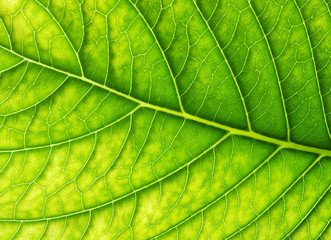 Fototapeta na wymiar leaf texture