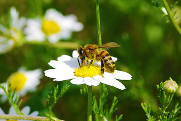 Bee