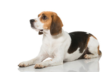 Beagle